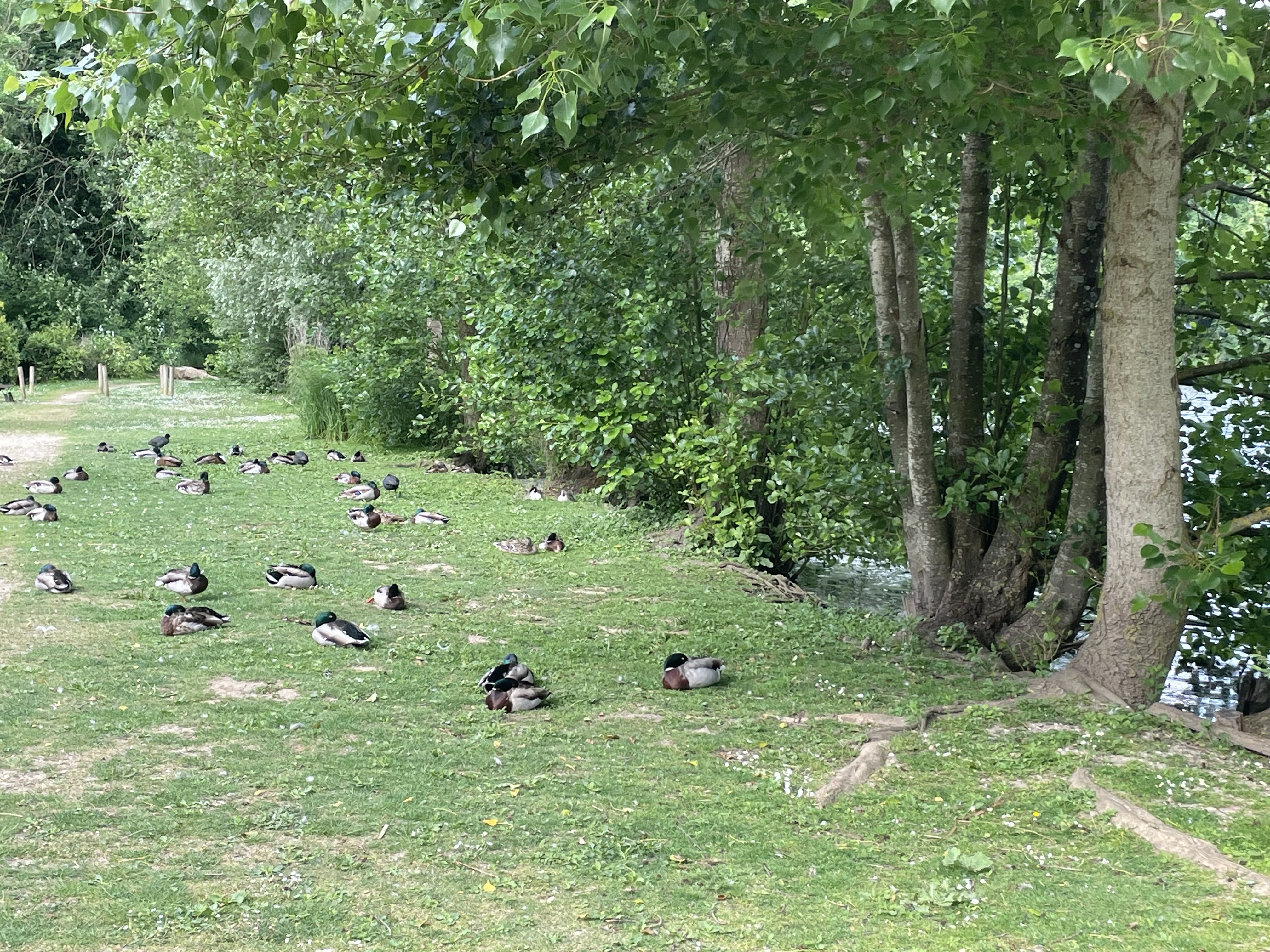 stratégie canards